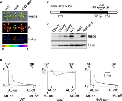 Rubredoxin 1 Is Required for Formation of the Functional Photosystem II Core Complex in Arabidopsis thaliana